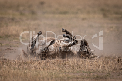 Plains zebra rolling in dust on grassland