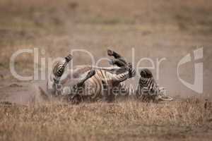 Plains zebra rolling in dust on grassland