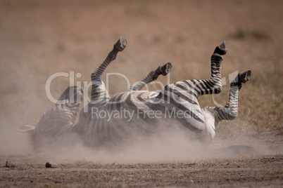 Plains zebra rolling in dust on savannah