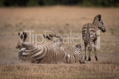 Plains zebra rolling in grass by foal