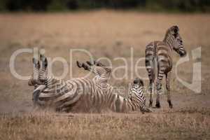 Plains zebra rolling in grass by foal