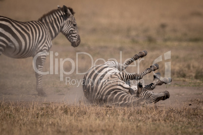 Plains zebra rolling on back by foal