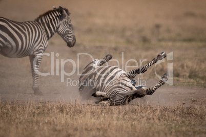 Plains zebra rolling on back beside mother