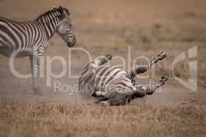 Plains zebra rolling on back beside mother