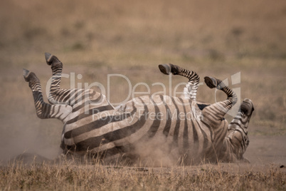 Plains zebra rolling on back in grass
