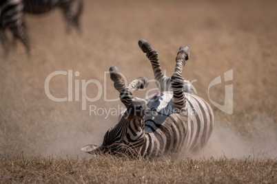 Plains zebra rolling on back in grassland