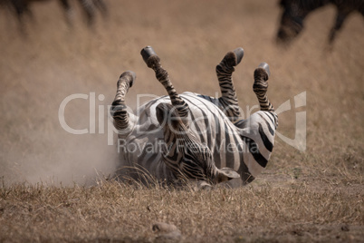 Plains zebra rolling on back in savannah