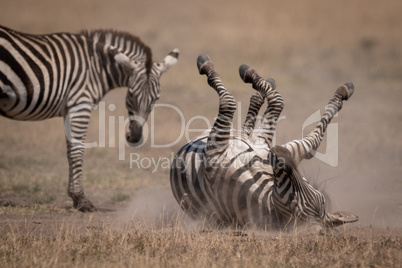 Plains zebra rolls in dust beside mother