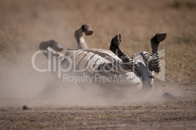 Plains zebra rolls in dust on savannah