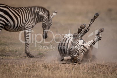 Plains zebra rolls in dust by mother