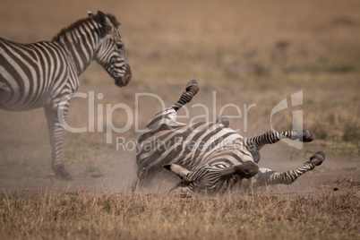 Plains zebra rolls on back beside mother