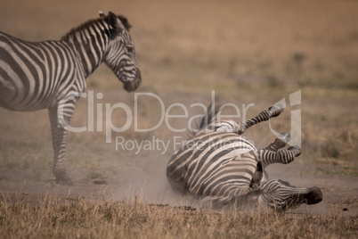 Plains zebra rolls on back by mother