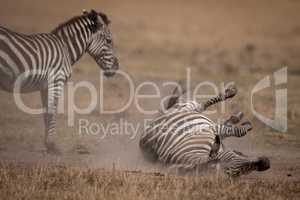 Plains zebra rolls on back by mother