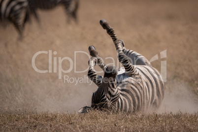 Plains zebra rolls on back in grassland