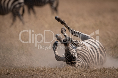 Plains zebra rolls on back near others