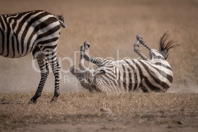 Plains zebra rolls on grass behind another