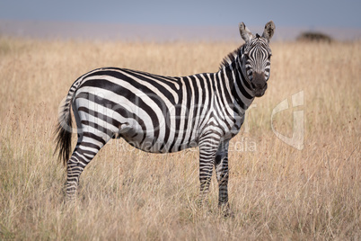 Plains zebra standing in grass in sunshine