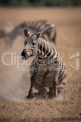 Plains zebra standing up on dusty grassland