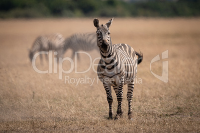 Plains zebra standing in savannah near others