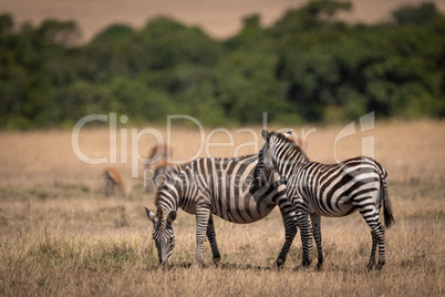 Plains zebra stands beside mother near gazelles