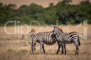 Plains zebra stands beside mother near gazelles