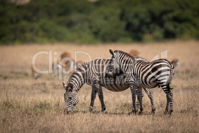 Plains zebra stands by mother near gazelles
