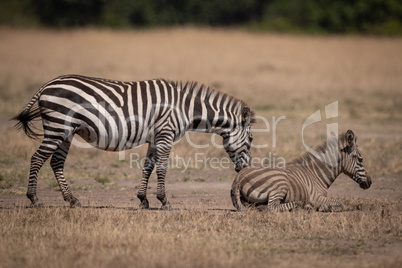 Plains zebra stands nuzzling foal in dust