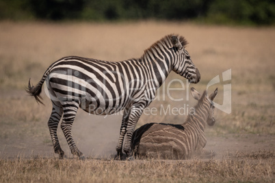 Plains zebra stands over foal in dust