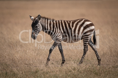 Plains zebra walking alone on grassy plain