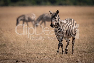 Plains zebra walking on savannah near others