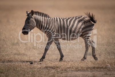 Plains zebra walks across savannah swishing tail