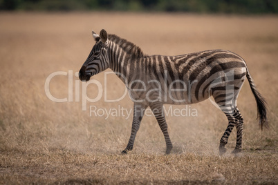 Plains zebra walks on grass in savannah
