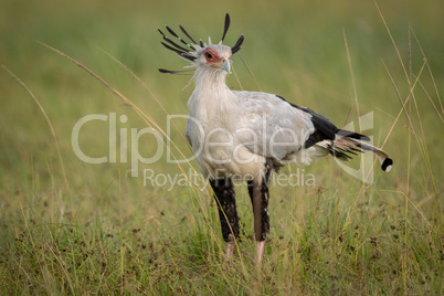 Secretary bird standing in grass on savannah