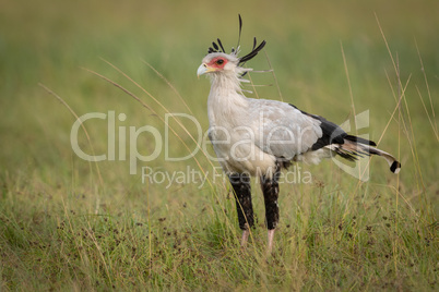 Secretary bird stands in grass in savannah