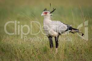 Secretary bird stands in grass in savannah