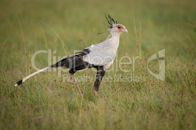 Secretary bird walking through grass on savannah