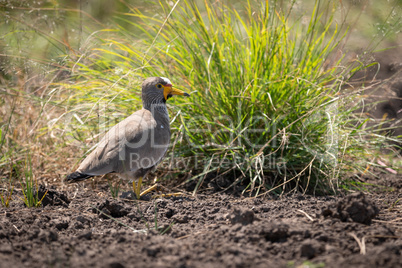 Senegal wattled plover by clump of grass