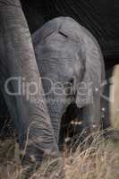 Shy calf hides behind leg of elephant
