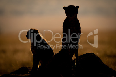 Silhouette of backlit cheetah beside cub sitting