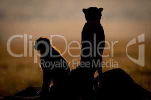 Silhouette of backlit cheetah beside cub sitting