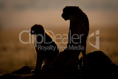 Silhouette of backlit cheetah with cub sitting