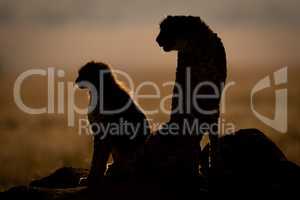 Silhouette of backlit cheetah with cub sitting