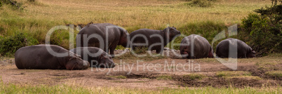 Six hippos lying and standing on savannah