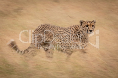 Slow pan of cheetah walking in grass