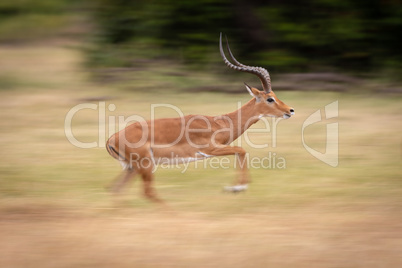 Slow pan of male impala galloping past