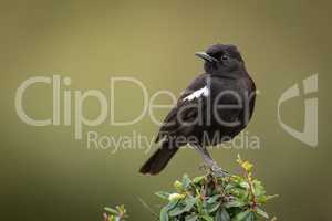 Sooty chat perched in bush eyeing camera