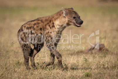 Spotted hyena running across grass in sunshine