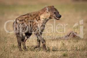 Spotted hyena running across grass in sunshine