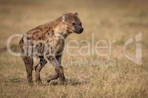 Spotted hyena runs across grass in sunshine