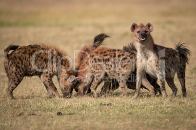 Spotted hyena with pack stands facing camera